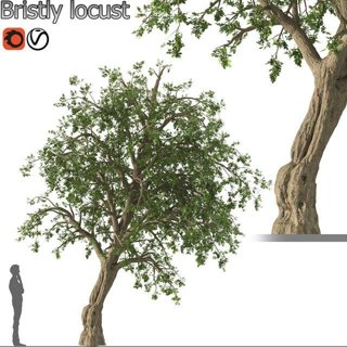 3D модель Bristly locust для категории Растения / Уличные растения - превью