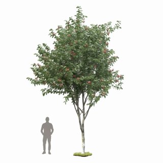 3D модель Rowan Tree для категории Растения / Уличные растения - превью