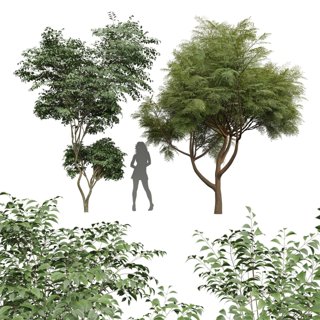 3D модель Beautiful Tree Japanese Cherry Velvet Mesquite для категории Растения / Деревья - превью