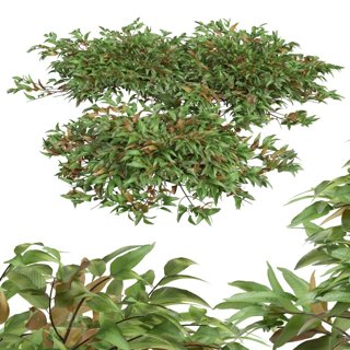 3D модель Pyrrosia Lingua Bush для категории Растения / Уличные растения - превью
