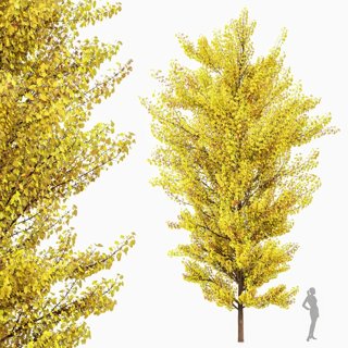 3D модель Maidenhair Tree Ginkgo Biloba Fall Gardens для категории Растения / Деревья - превью