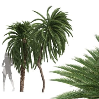 3D модель New Tree High Detail Macrozamia Moorei Palm Tall для категории Растения / Уличные растения - превью