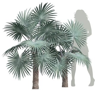 3D модель New Plant Bismarckia Nobilisi Palm Small для категории Растения / Уличные растения - превью