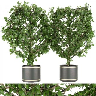 3D модель Collection plant vol 101 для категории Растения / Уличные растения - превью