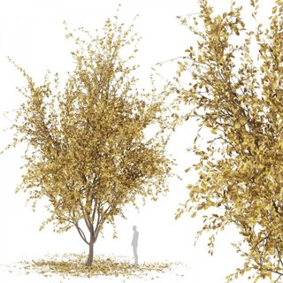 3D модель Collection plant vol 88 для категории Растения / Уличные растения - превью