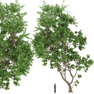 3D модель Collection plant vol 111 для категории Растения / Уличные растения - превью