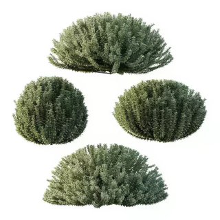 3D модель Frutices Fortescue Euonymus 05 для категории Растения / Уличные растения - превью