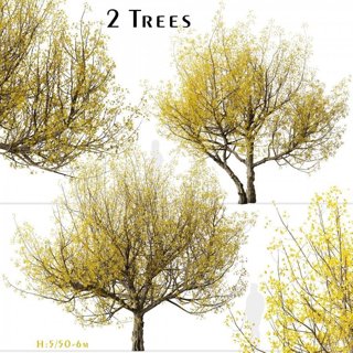 3D модель Set Of Cornus Mas Trees для категории Растения / Уличные растения - превью