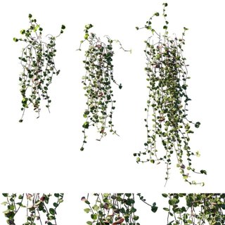 3D модель Ceropegia Woodii для категории Растения / Фитостены - превью