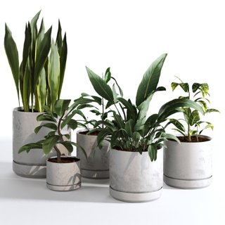3D модель Indoor Plants Collection - Set 03 для категории Растения / Комнатные растения - превью