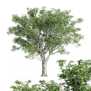 3D модель American Elm tree для категории Растения / Деревья - превью
