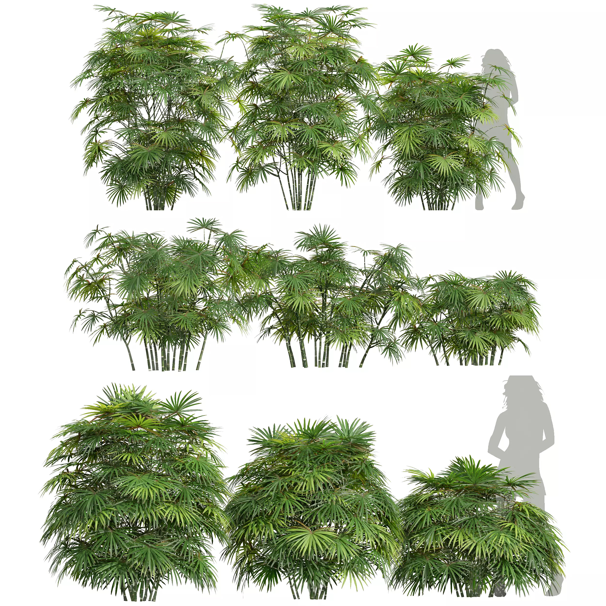 3D модель New Plant Rhapis Excelsa Bush Small001 для категории Растения / Кусты - превью