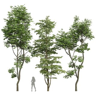 3D модель Carpinus Betulus and Hazel leave для категории Растения / Деревья - превью