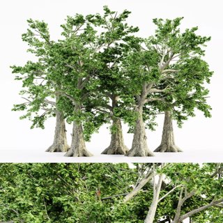 3D модель Sassafras tree collection 5 trees in the scene для категории Растения / Деревья - превью