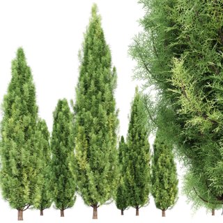 3D модель New Plant Mediterranean Italian Cypress Tree для категории Растения / Деревья - превью
