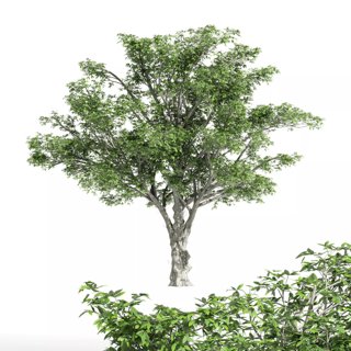 3D модель American Elm01 tree для категории Растения / Деревья - превью