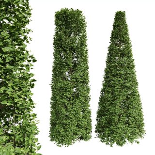 3D модель New Tree Carpinus Betulus Broadleaf Cigarette Conical для категории Растения / Деревья - превью