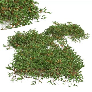 3D модель New Plant High detail Pyrrosia Lingua02 для категории Растения / Кусты - превью