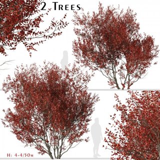 3D модель Set of Cotinus Grace or Smoke Tree - 2 для категории Растения / Уличные растения - превью