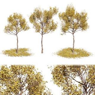 3D модель Autumn trees collection vol 32 для категории Растения / Уличные растения - превью