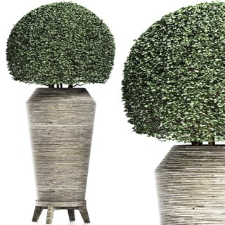 3D модель Plants Collection 175 Ligustrum Lucidum для категории Растения / Уличные растения - превью