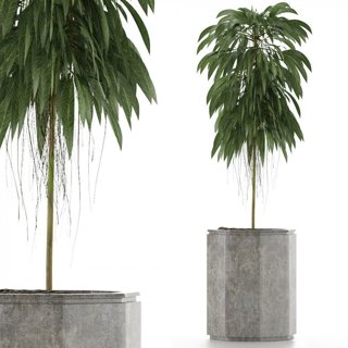 3D модель Single Plant 03 для категории Растения / Комнатные растения - превью