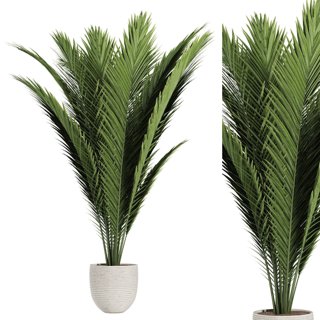 3D модель Palm indoor plant для категории Растения / Комнатные растения - превью