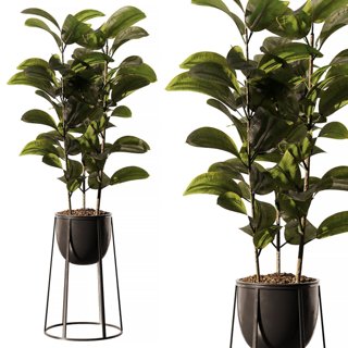 3D модель Indoor Plant SetV18 - Ficus Stand Pot для категории Растения / Комнатные растения - превью