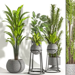 3D модель Collaction Indoor plant vol 31 для категории Растения / Комнатные растения - превью