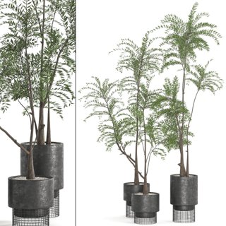 3D модель Collaction Indoor plant vol 48 для категории Растения / Комнатные растения - превью