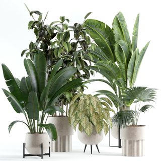 3D модель indoor plant 308 для категории Растения / Комнатные растения - превью