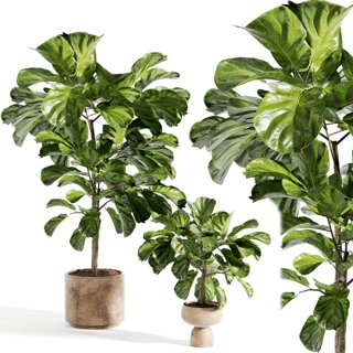 3D модель indoor plant 316 для категории Растения / Комнатные растения - превью