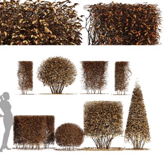 3D модель 4diffrent bush Dwarf Yaupon Holly для категории Растения / Уличные растения - превью