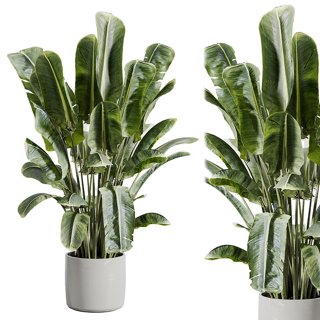 3D модель indoor plant 512 для категории Растения / Комнатные растения - превью