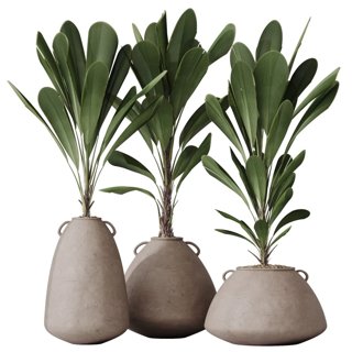 3D модель Grandis Ruffled Fan Palm Set03 для категории Растения / Уличные растения - превью