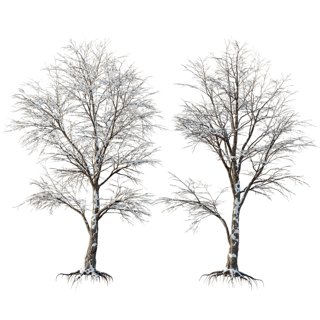 3D модель Av Plants Angel Oak Live Tree Spanish Moss Winter для категории Растения / Уличные растения - превью