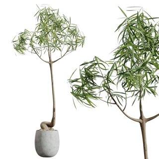 3D модель Av Houseplants Japandi Ficus Dracaena Marginata19 для категории Растения / Комнатные растения - превью