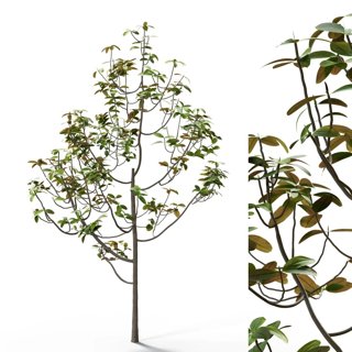 3D модель Ficus Tree | Hq | Midpoly | Pbr для категории Растения / Уличные растения - превью