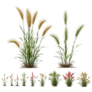3D модель Hordeum Jubatum Foxtail Barley Ornementale Orge V5 для категории Растения / Уличные растения - превью