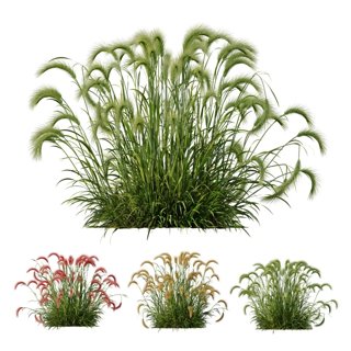 3D модель Hordeum Jubatum Foxtail Barley Ornementale Orge V3 для категории Растения / Уличные растения - превью