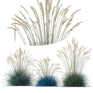 3D модель Helictotrichon Sempervirens Pendula Avoine Blue V2 для категории Растения / Уличные растения - превью