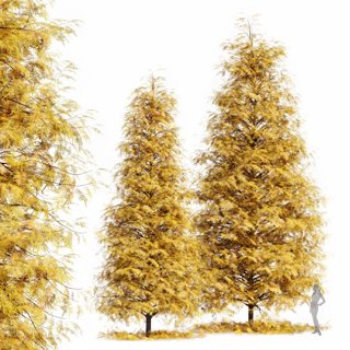 3D модель Real Tree Metasequoia Glyptostroboides Orange Tree для категории Растения / Деревья - превью