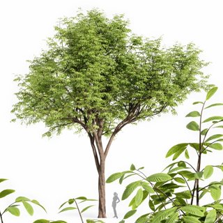 3D модель Real Tree Quercus Serrata для категории Растения / Деревья - превью