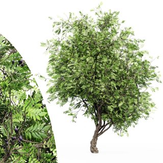 3D модель African Olive Tree для категории Растения / Деревья - превью