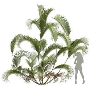 3D модель Chrysalidocarpus Lutescens02 для категории Растения / Уличные растения - превью
