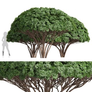 3D модель Edgeworthia Chrysantha Grandiflora Tree для категории Растения / Деревья - превью