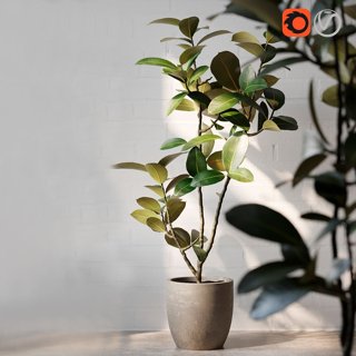3D модель FicusElastica 1 для категории Растения / Комнатные растения - превью