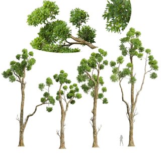 3D модель Cinnamomum Camphora Decorative Tree для категории Растения / Деревья - превью