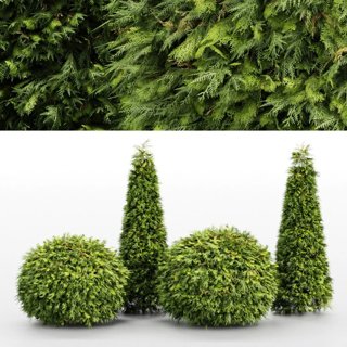 3D модель Evergreen Shrubs - Golden Globe Dwarf Thuja для категории Растения / Уличные растения - превью