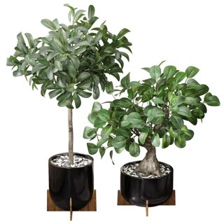 3D модель Ficus Sam Ficus Jim House Plant для категории Растения / Комнатные растения - превью